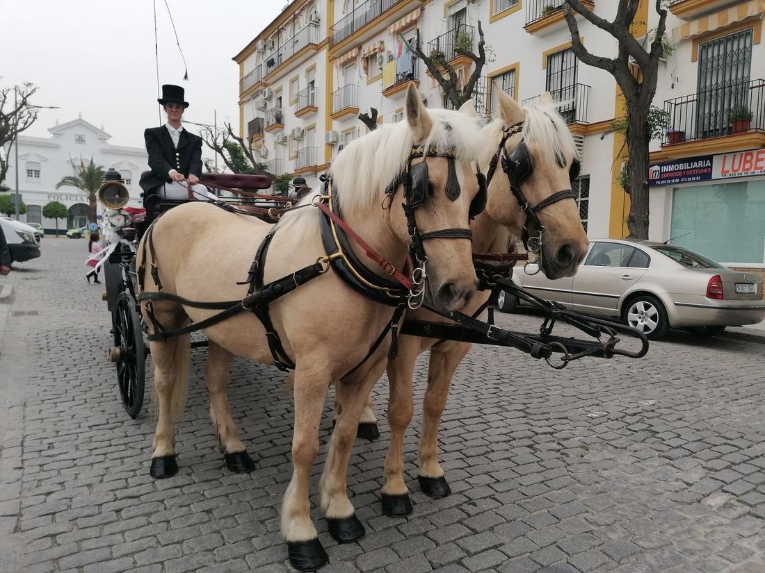 Boda real de Legado Romano — llegada en coche de caballos